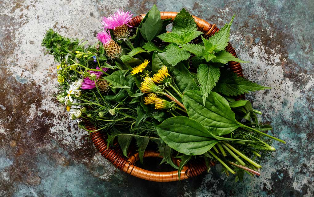 7 Healthy, Nutritious "Weeds" You Could Eat